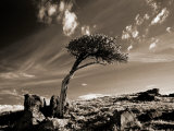 Bristle Cone Pine Tree, Mt. Evans, CO Photographie par John Glembin