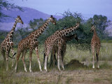Five Giraffes Eating from a Tree Photographie