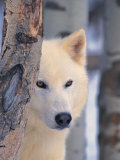 Gray Wolf, Canis Lupus Photographie par Lynn M. Stone