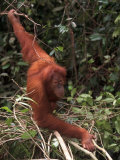 Adolescent Sumatran Orangutan, Indonesia Photographic Print by D. Robert Franz