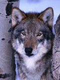 Gray Wolf Standing Between Trees, Canis Lupus Fotografie-Druck von Lynn M. Stone