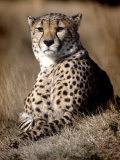 Cheetah Laying in the Grass Photographie par Robert Ginn