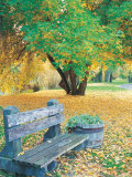 Bench, Autumn Colors Photographic Print by Lynn Eodice