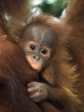 Baby Sumatran Orangutan, Indonesia Photographic Print by D. Robert Franz