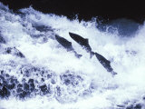 Salmon Swimming Upriver Photographic Print