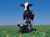 Holstein Cow and Calf, IL Photographie par Lynn M. Stone