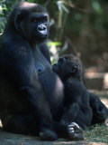 Western Lowland Gorilla Photographic Print by D. Robert Franz