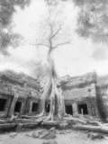Arbre Ta Prohm, Angkor, Cambodge Photographie par Walter Bibikow