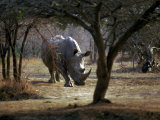 White Rhinoceros Lámina fotográfica
