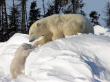Two Month Old Cub and Mother Polar Bear Photographie par Yvette Cardozo