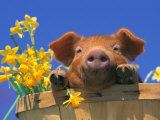 Pig with Daffodils in Bushel Photographic Print by Lynn M. Stone