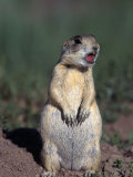 White-Tailed Prairie Dog, Cynomys Gunnsioni, CO Photographie par D. Robert Franz
