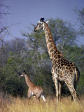 Adult and Baby Giraffes Photographie