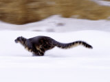 Snow Leopard Photographic Print by Robert Franz