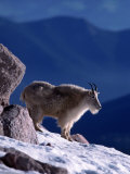 Mountain Goat, Oreamos Americanus, CO Photographie par D. Robert Franz