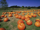 Pumpkin Patch, CA Photographic Print by Mitch Diamond