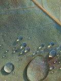 Fall Leaf with Rain Drops Photographic Print by Donald Higgs