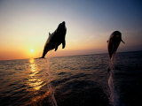 Bottle-Nose Dolphins Photographic Print by Stuart Westmoreland Bottle-Nose Dolphins Photographic Print by Stuart Westmoreland