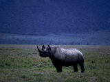 White Rhinoceros Cow Lámina fotográfica