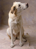 Dog Photographic Print by Howard Sokol Dog Photographic Print by Howard Sokol