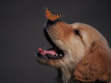 Un golden retriever avec un papillon sur le museau Photographie