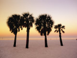 Clearwater Beach, Florida, Palm Trees at Dawn Photographie par John Coletti