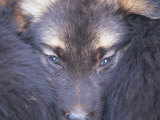 Furry Creature Photographie par Robert Ginn
