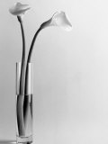 Calla Lilies in Vase Photographic Print by Howard Sokol