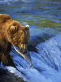 Grizzly Bear with Salmon, Brooks Falls, Katmai, AK Photographic Print by Kyle Krause