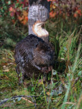 Amer Beaver and Chewed Tree, MN, Castor Canadens Photographie par Lynn M. Stone