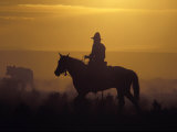 Cowboy Herding Horses Photographic Print