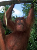 Adolescent Sumatran Orangutan, Indonesia Lámina fotográfica por Robert Franz