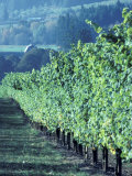 Gewurztraminer Vineyard Photographic Print