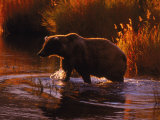 Grizzly Bear, Ursus Arctos Middendorffi, AK Photographic Print by Robert Franz