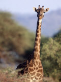 Masai Giraffe, Tarangire National Park, Tanzania Photographic Print by D. Robert Franz