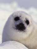 Harp Seal Pup, Pagophilus Groenlandicus Photographic Print by D. Robert Franz