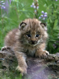Lynx Kitten, Lynx Canadensis, MT Lámina fotográfica por Robert Franz