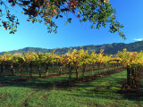 Fall Foliage in Vineyard, Sonoma, CA Lámina fotográfica por Inga Spence Fall Foliage in Vineyard, Sonoma, CA Lámina fotográfica por Inga Spence