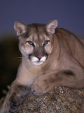Mountain Lion on Rock at Dusk, Felis Concolor Photographic Print by D. Robert Franz