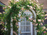 Pink Roses Growing on Trestle, Nantucket, MA Photographic Print by Kindra Clineff