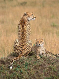 Cheetah & Cubs, Termite Mound, Masai Mara, Keny Photographic Print by Michele Burgess
