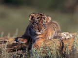 Siberian Tiger Cub, Panthera Tigris Altaica Photographic Print by D. Robert Franz
