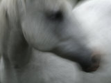 A White Horse Photographic Print by Bob Winsett