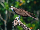 Osprey (Pandion Haliaetus) with Fish Photographic Print by David Davis