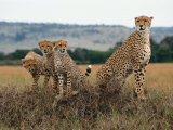 Cheetah & Cubs, Termite Mound, Masai Mara, Keny Fotografisk trykk av Michele Burgess