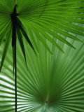 Tropical Grasses, Nadi, Viti Levu Fotografie-Druck von Walter Bibikow