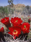 Joshua Tree, Ca, Cactus Flower Photographie par Mark Gibson