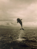 Bottlenose Dolphin Jumping Out of Water Fotografie-Druck von Stuart Westmoreland