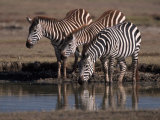Burchell's Zebra, Equus Burchelli, Tanzania Photographic Print by Robert Franz