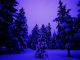 Christmas Lights on a Tiny Tree in the Forest Photographic Print